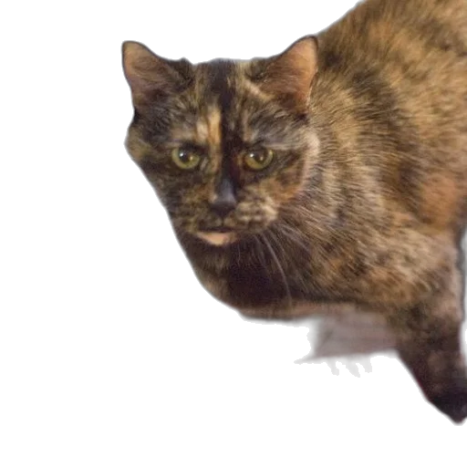 animal, creature, face, staff transparent PNG cut-out