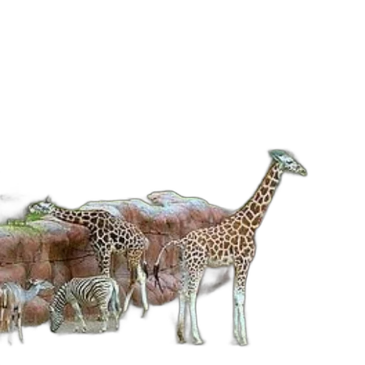 animal, furniture, jewelry, creature, concept art, 3d render, photorealistic, fantasy art transparent PNG cut-out
