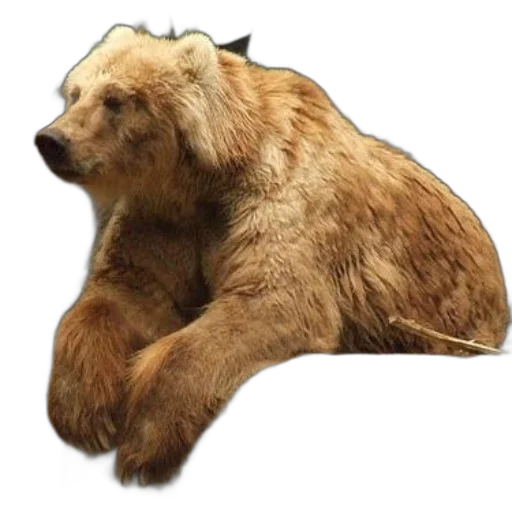 animal, creature, face, concept art transparent PNG cut-out