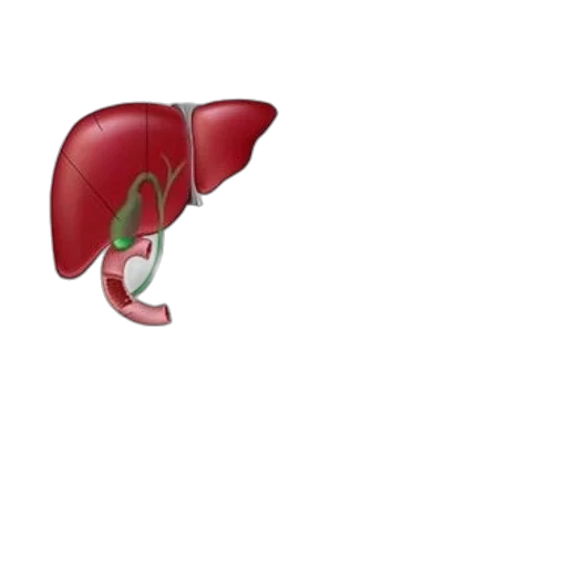 shoes, food, illustration, cholecystectomy, procedure, showing, removal, gallbladder transparent PNG cut-out
