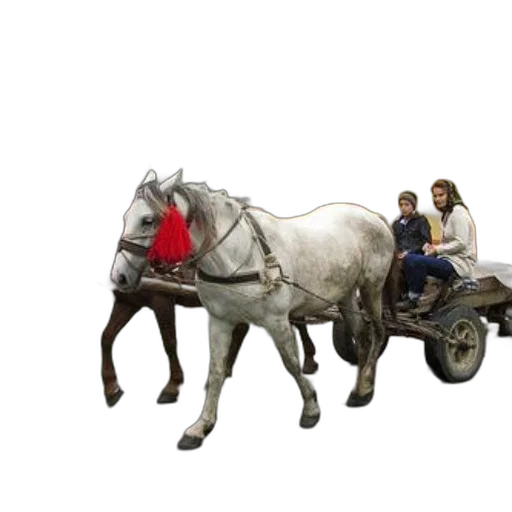 car, animal, concept art, photorealistic, white, horse, pulls, cart transparent PNG cut-out