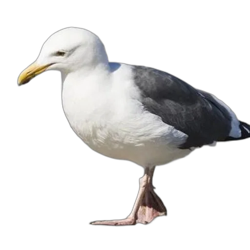 animal, creature, food, hat, photorealistic, 3d render, concept art, seagull transparent PNG cut-out