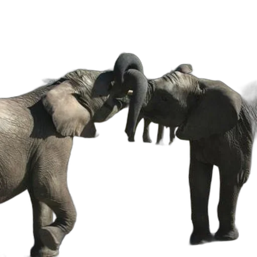 animal, creature, 3d render, concept art, photorealistic, two, elephants, playfully transparent PNG cut-out