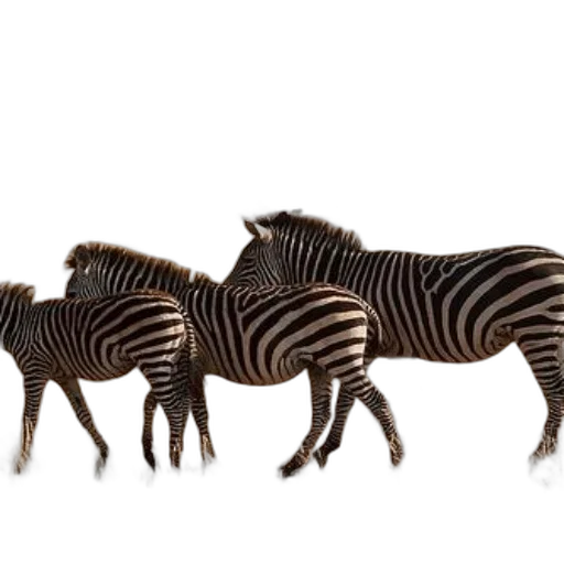 animal, creature, jewelry, furniture, 3d render, photorealistic, concept art, three transparent PNG cut-out