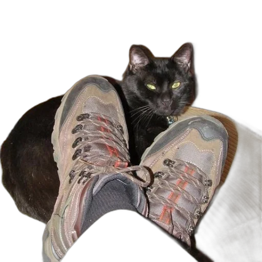 shoes, animal, creature, staff transparent PNG cut-out
