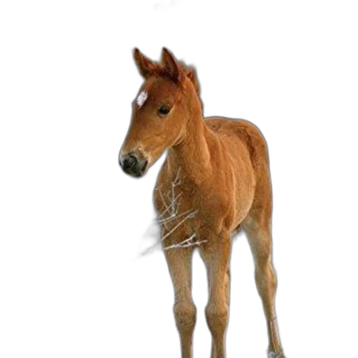 animal, creature, staff, hair, photorealistic, 3d render, concept art, oil painting transparent PNG cut-out