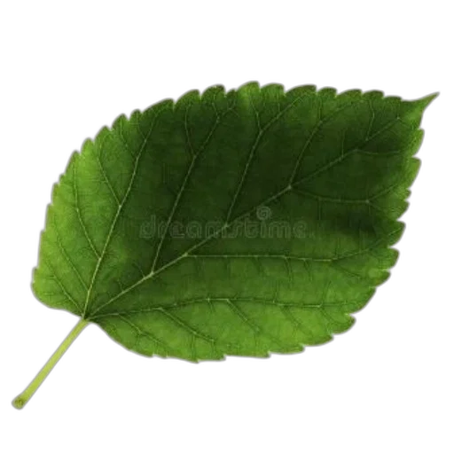 food, tree, staff, jacket, photorealistic, 3d render, oil painting, green transparent PNG cut-out