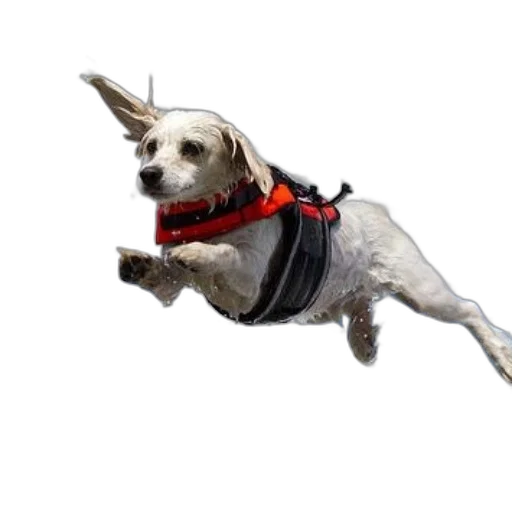 animal, staff, creature, dragon, photorealistic, 3d render, concept art, dog transparent PNG cut-out