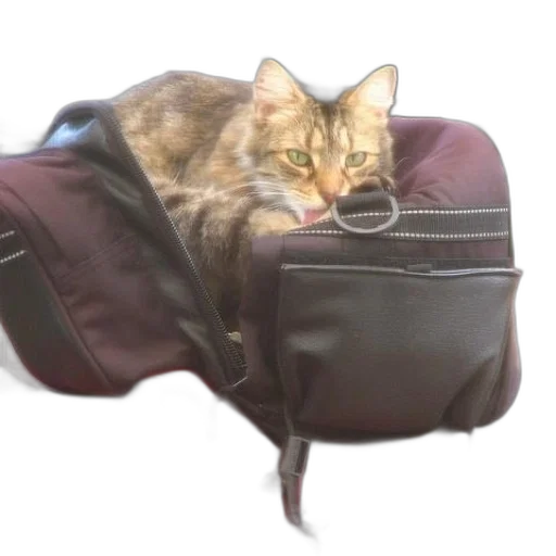 furniture, jacket, animal, staff transparent PNG cut-out