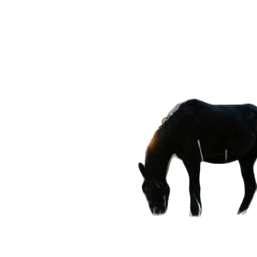 animal, creature, hair, dragon, 3d render, photorealistic, concept art, dark transparent PNG cut-out