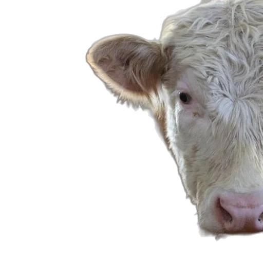 animal, face, creature, photorealistic, two, cows, one, having transparent PNG cut-out