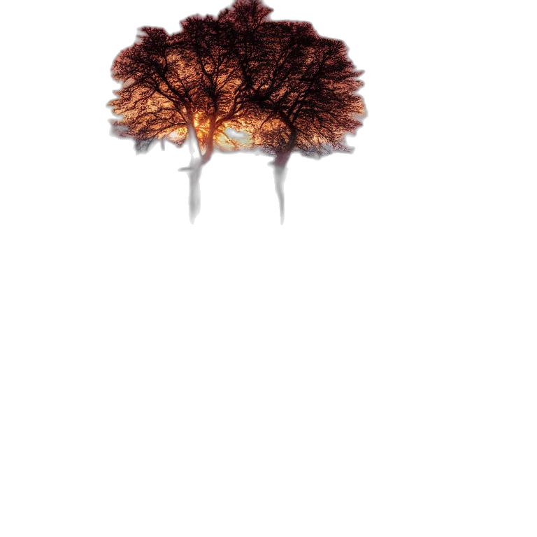 hat, hair, crown, tree transparent PNG cut-out