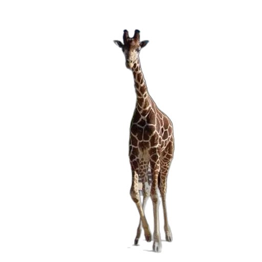 animal, creature, staff, hat, 3d render, concept art, photorealistic, pixel art transparent PNG cut-out