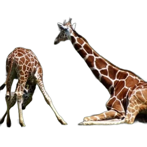 animal, creature, staff, shoes, concept art, 3d render, photorealistic, watercolor transparent PNG cut-out