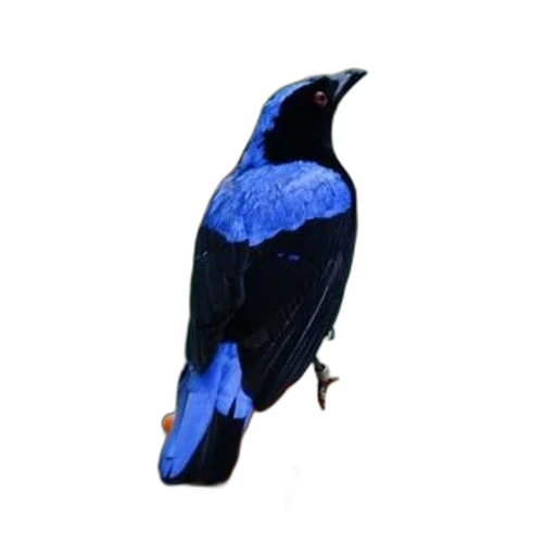 animal, staff, jewelry, crown, photorealistic, 3d render, oil painting, concept art transparent PNG cut-out