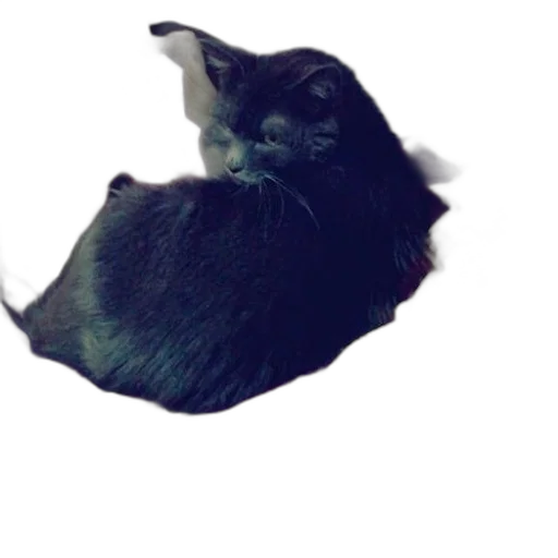 animal, creature, dragon, hair, 3d render, photorealistic, concept art, vaporwave transparent PNG cut-out