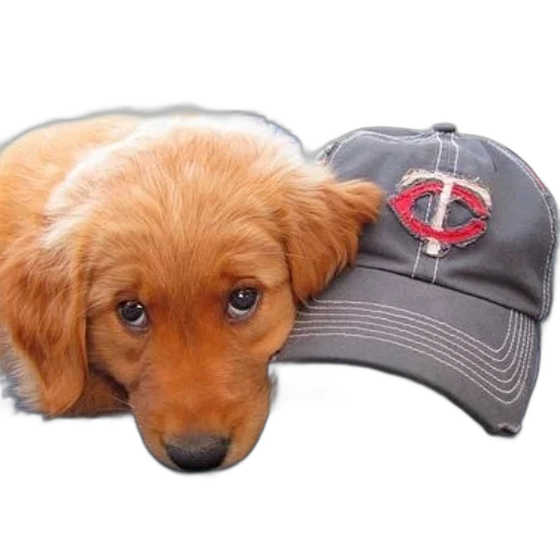 hat, staff, animal, cute, puppy, baseball, cap, blue transparent PNG cut-out
