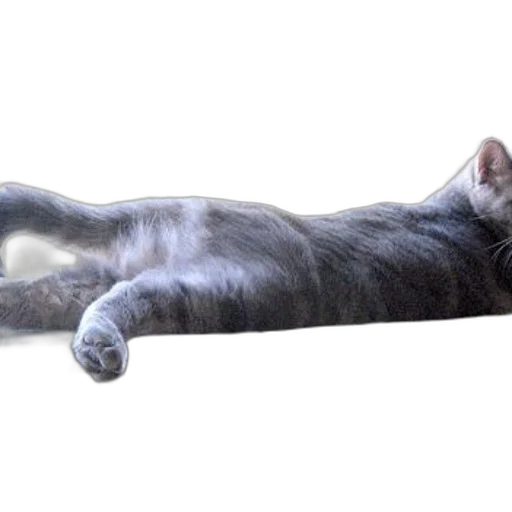 animal, creature, staff, furniture, photorealistic, 3d render, gray, white transparent PNG cut-out