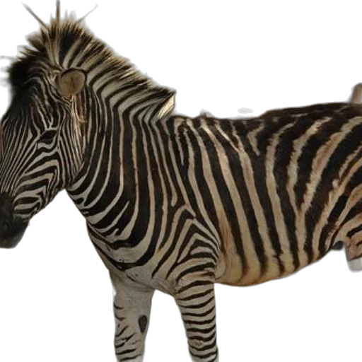 animal, creature, photorealistic, 3d render, concept art, zebra, stands, enclosure transparent PNG cut-out