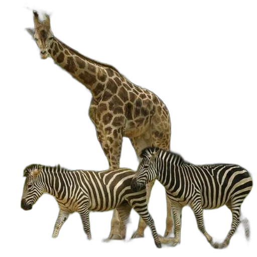 animal, creature, 3d render, concept art transparent PNG cut-out
