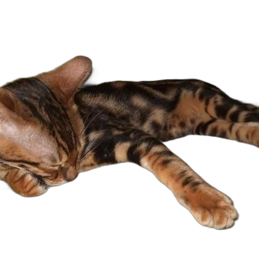 animal, staff, creature, weapon, photorealistic, 3d render, bengal, cat transparent PNG cut-out
