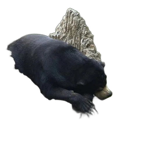 animal, creature, hat, staff, 3d render, concept art, photorealistic, pixel art transparent PNG cut-out