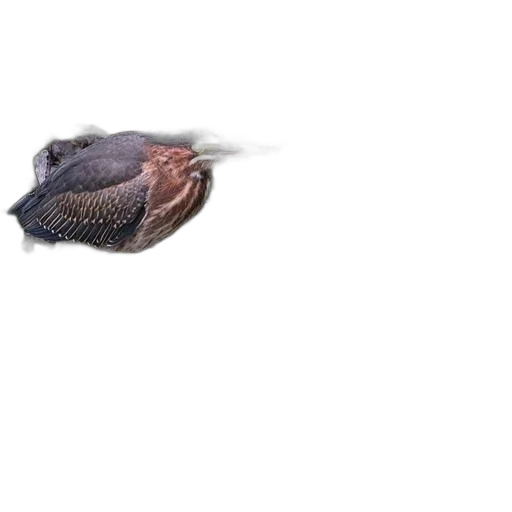 animal, creature, hair, dragon, photorealistic, 3d render, concept art, pixel art transparent PNG cut-out