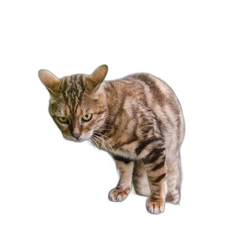 animal, staff, creature, face transparent PNG cut-out