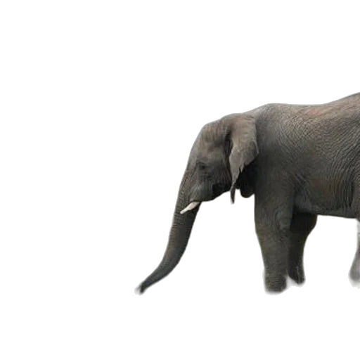 animal, creature, staff, weapon, 3d render, photorealistic, concept art, two transparent PNG cut-out