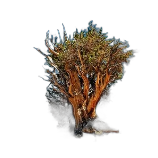 tree, hair, crown, staff, 3d render, photorealistic, concept art, fantasy art transparent PNG cut-out
