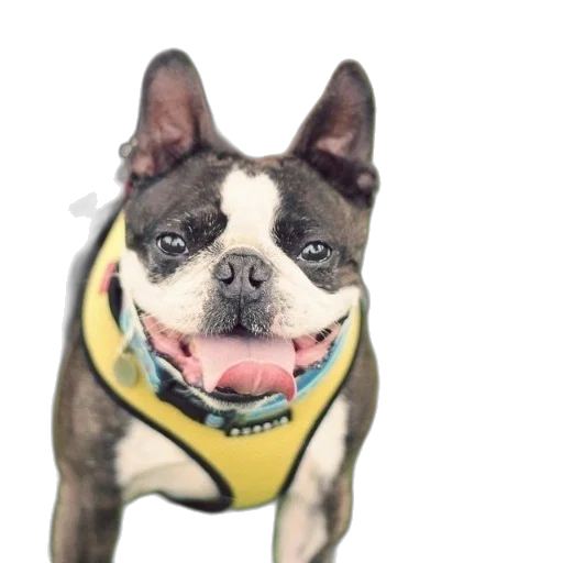 animal, face, staff, creature, photorealistic, 3d render, boston, terrier transparent PNG cut-out