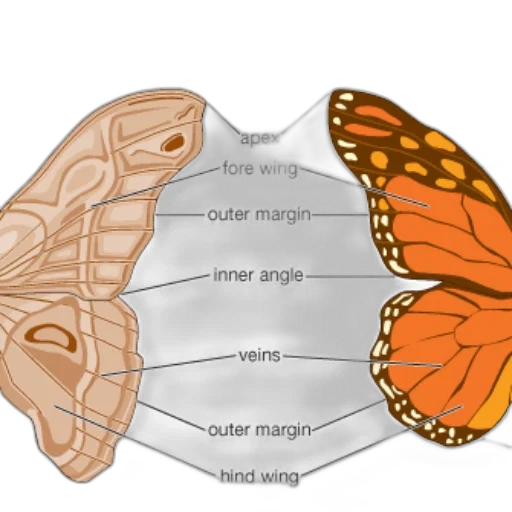 jewelry, mask, crown, animal, concept art, earth tones, diagram, comparing transparent PNG cut-out