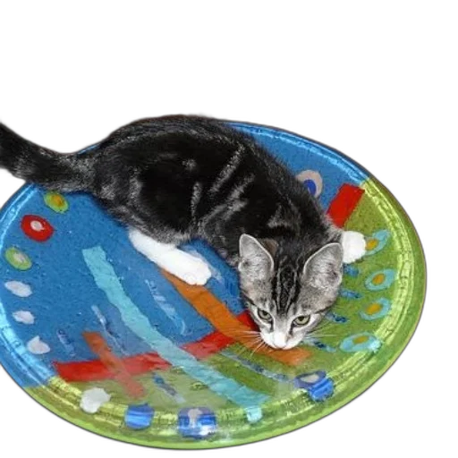 black, white, kitten, sitting, colorful, plate, blue, background transparent PNG cut-out