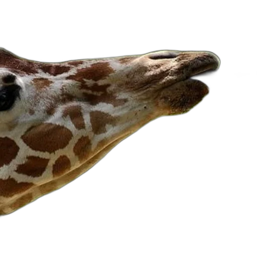 animal, creature, face, staff transparent PNG cut-out