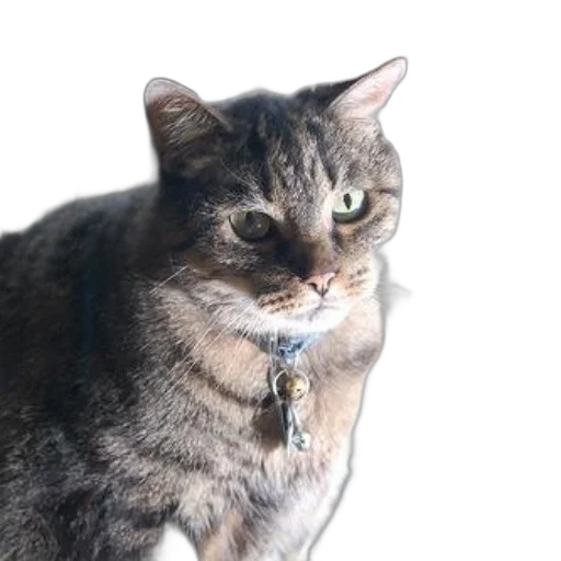 animal, staff, creature, face, photorealistic, 3d render, tabby, cat transparent PNG cut-out