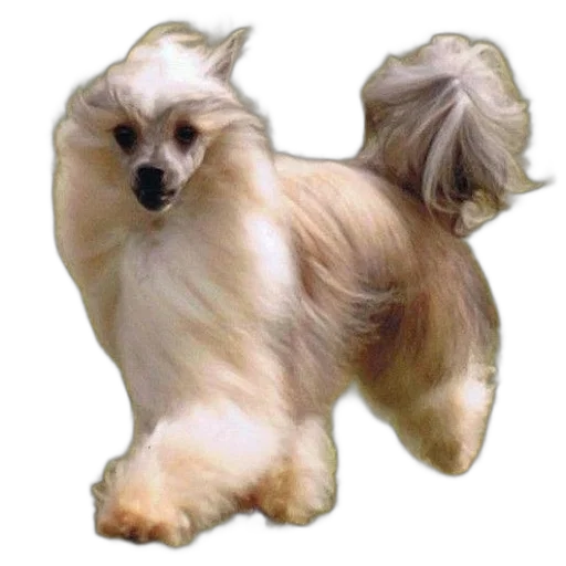 hair, animal, creature, crown, photorealistic, 3d render, small, dog transparent PNG cut-out