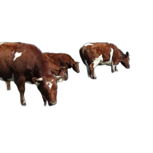 animal, food, furniture, 3d render, photorealistic, concept art, three, brown transparent PNG cut-out