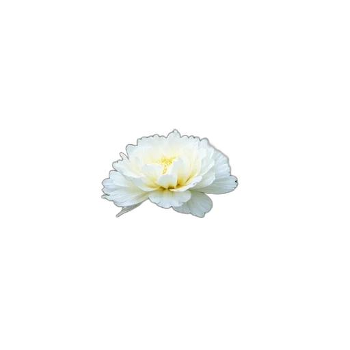 flower, crown, jewelry, weapon transparent PNG cut-out
