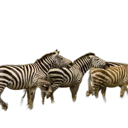 animal, staff, creature, jewelry, 3d render, concept art, photorealistic, zebras transparent PNG cut-out
