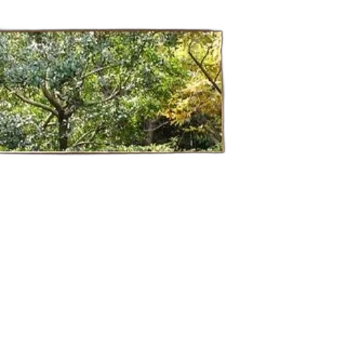 tree, staff, animal, dragon, photorealistic, 3d render, forest, earth tones transparent PNG cut-out