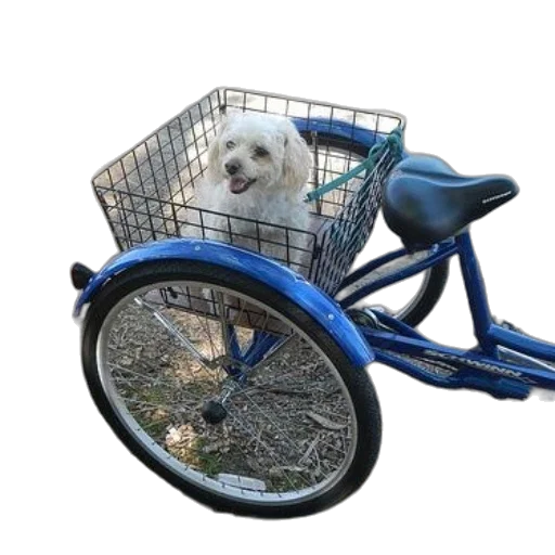 animal, car, creature, photorealistic, small, white, dog, sits transparent PNG cut-out
