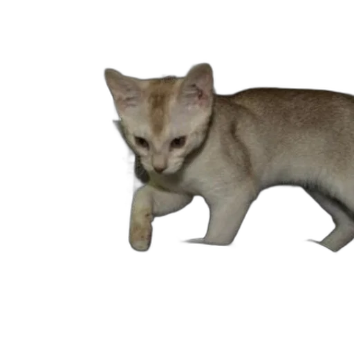 animal, creature, staff, weapon, 3d render, photorealistic, concept art, pixel art transparent PNG cut-out