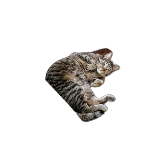 animal, staff, creature, hat, photorealistic, pixel art, 3d render, pencil sketch transparent PNG cut-out