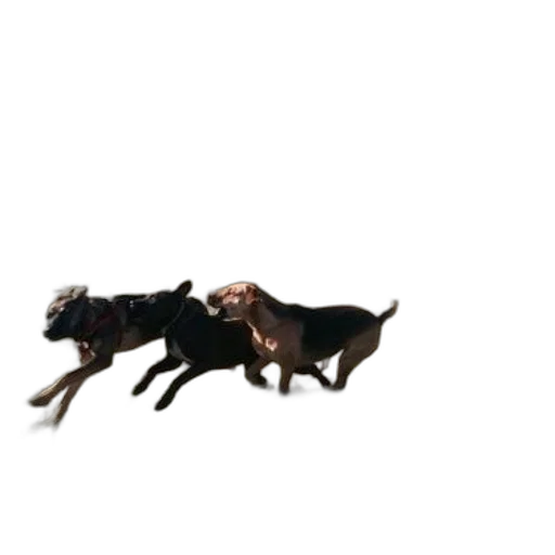 animal, jewelry, creature, hair, 3d render, concept art, photorealistic, three transparent PNG cut-out