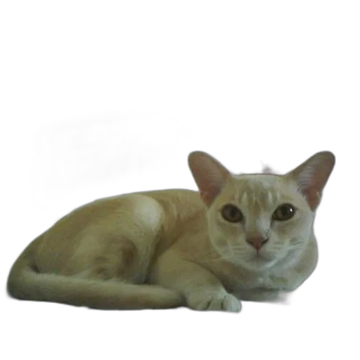 animal, creature, staff, jewelry, photorealistic, 3d render, oil painting, concept art transparent PNG cut-out