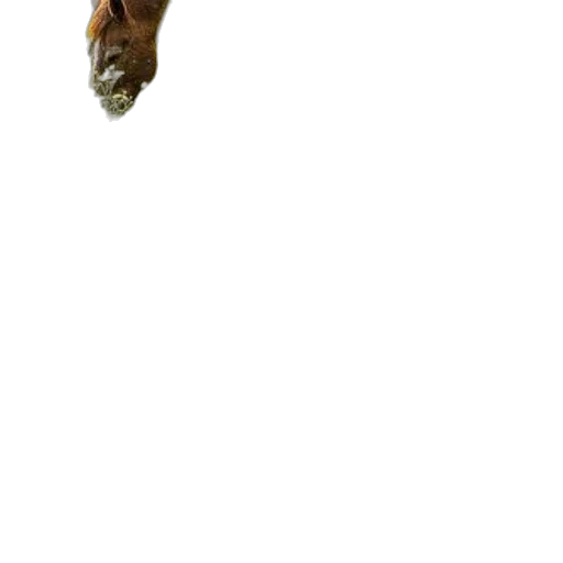 creature, animal, dragon, face, photorealistic, 3d render, concept art, pixel art transparent PNG cut-out