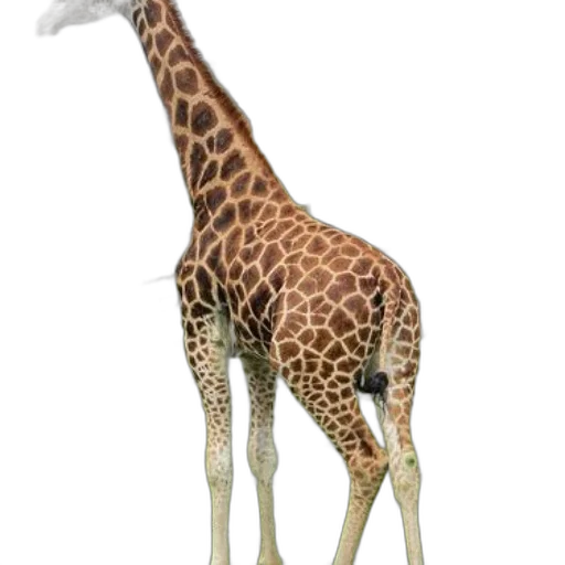 animal, creature, staff, weapon, 3d render, concept art, photorealistic, cartoon transparent PNG cut-out