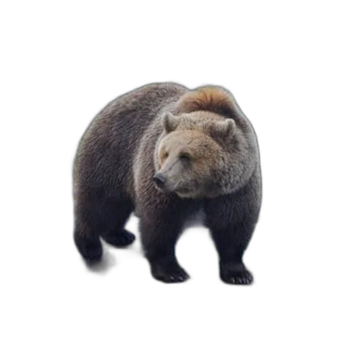 animal, creature, hair, staff, photorealistic, 3d render, concept art, grizzly transparent PNG cut-out