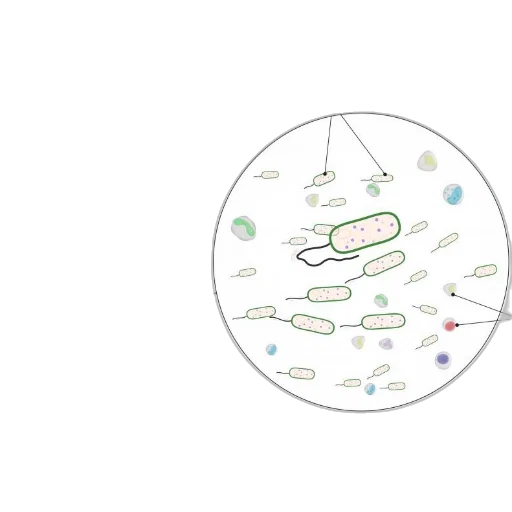 illustration, urinary, tract, infection, bacteria, bladder, ureter, highlighting transparent PNG cut-out
