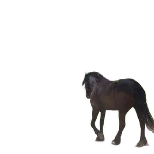 animal, creature, hair, dragon, 3d render, concept art, photorealistic, forest transparent PNG cut-out